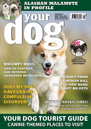 Your Dog Magazine